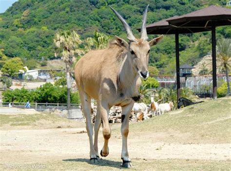 草食類|草食動物｜動物の紹介｜アドベンチャーワール